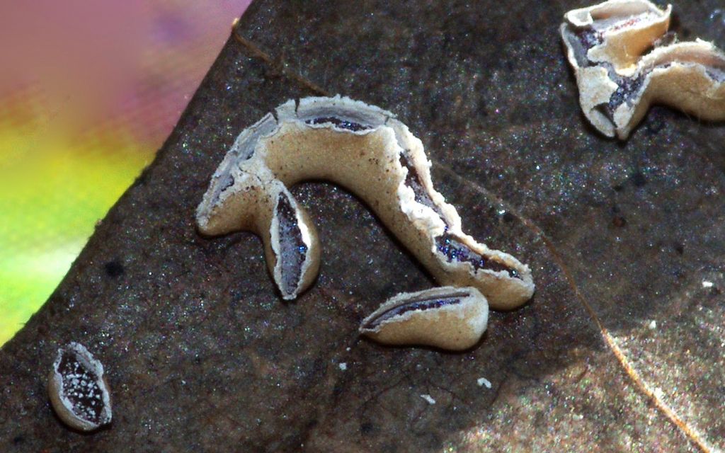 Physarum hongkongense